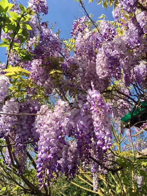 Balconi e vicoli in fiore nel borgo mediceo