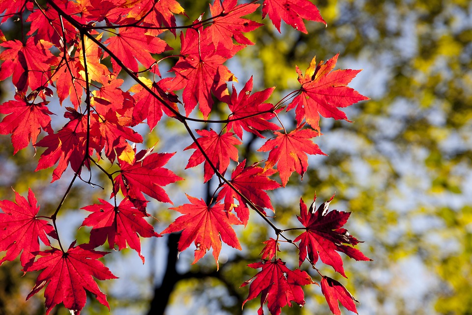 A Cerreto Guidi i Sapori dell’Autunno