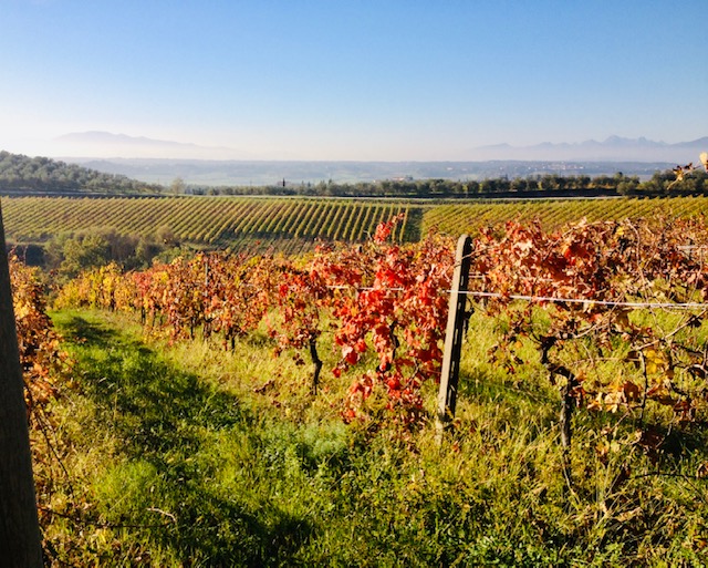 Arrivano a Cerreto i Sapori d’Autunno: mercatino e sfilata di cani. In Villa conferenza sul vino nell’antichità. Aperto il Presepe all’Uncinetto
